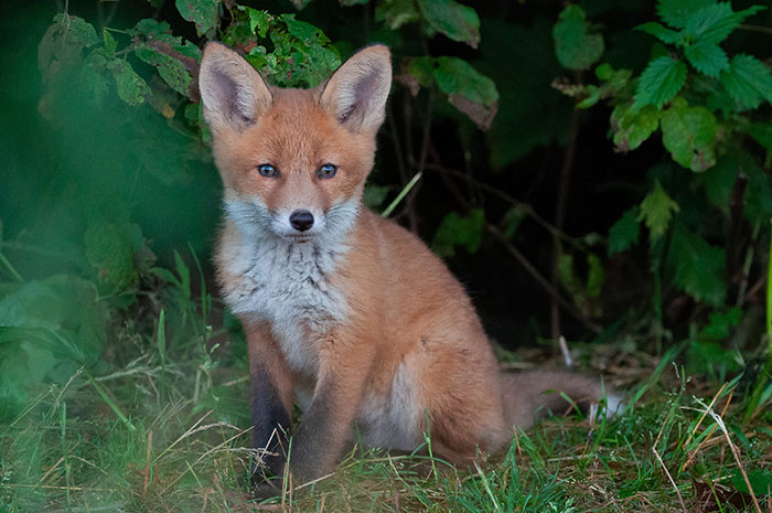 Very Cute Fox Puppie Photographed By My GF