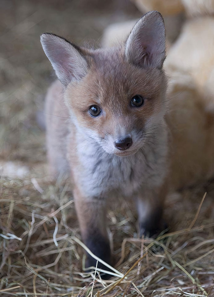 What A Cute Fox Pup!