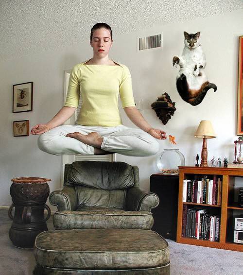zen-cat-yoga-62bb6f3d38b22.jpg