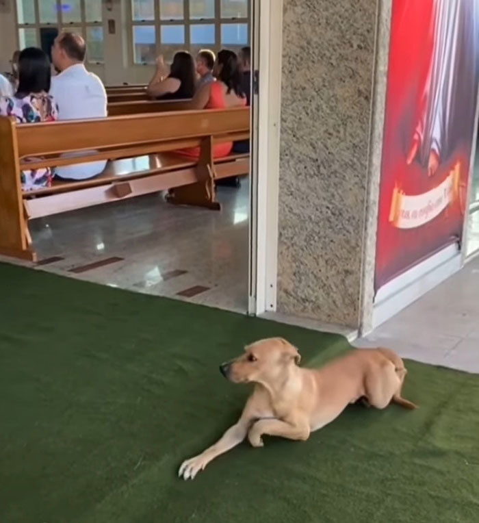 Este perro callejero "invadió" una boda y acabó siendo adoptado por los recién casados