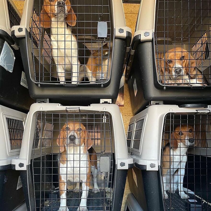 "They Don't Know What Grass Is": Over 4000 Beagles Got Rescued From A Medical Facility, And Now They Are In Dire Need Of New Homes