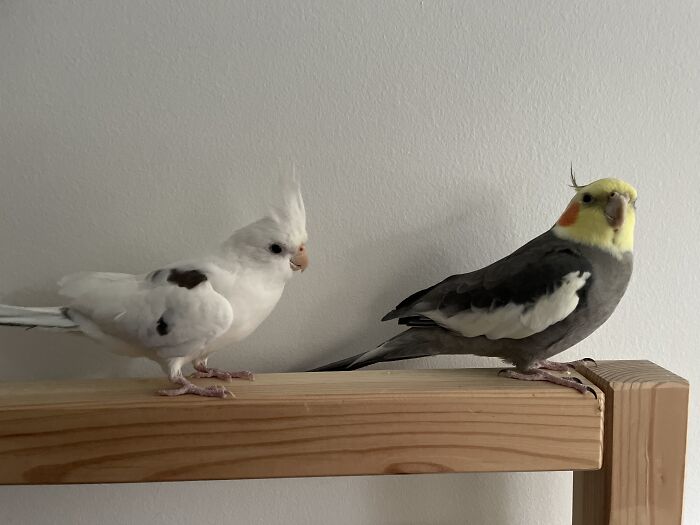 These Two Feathered Floofs. They Drive Me Crazy Sometimes But I Would Not Be Without Them.