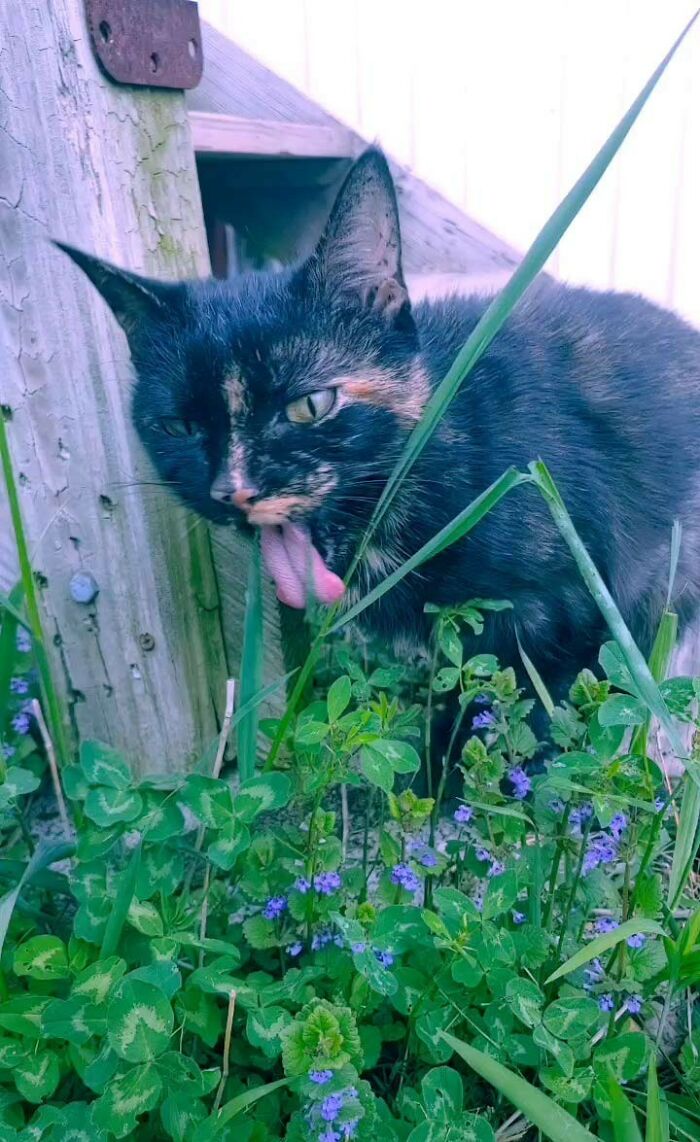 Cinder Chowing Down On Some Grass