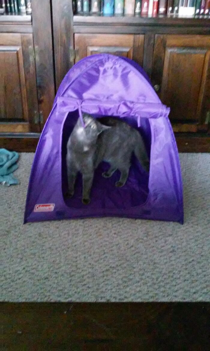 This Officially Licensed, Miniature Coleman Tent--Meant For Use With American Girls Dolls, But Which My Cat Is Now Using As An Hq To Plot World Domination.