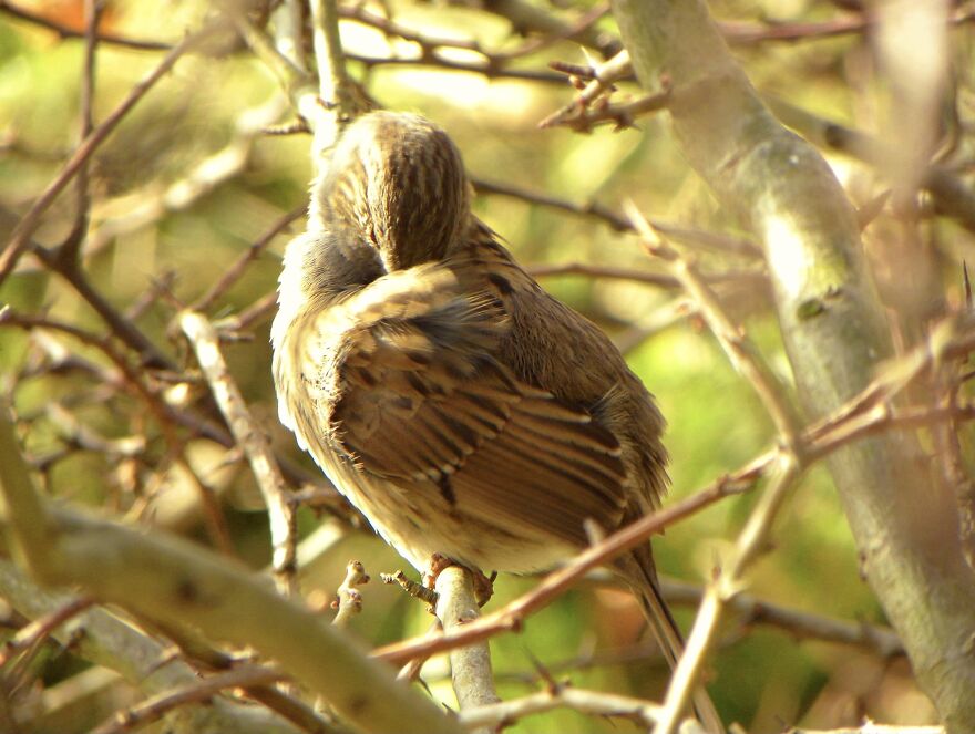 I Photograph Birds And Animals Around The UK, Here Are Some Of My Favourites!