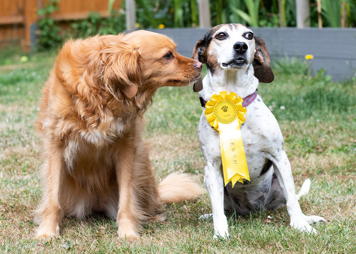 Dog Runs Away From Home And Returns With Dog Show Rosette Dog Runs Away From Home And Returns With Dog Show Rosette