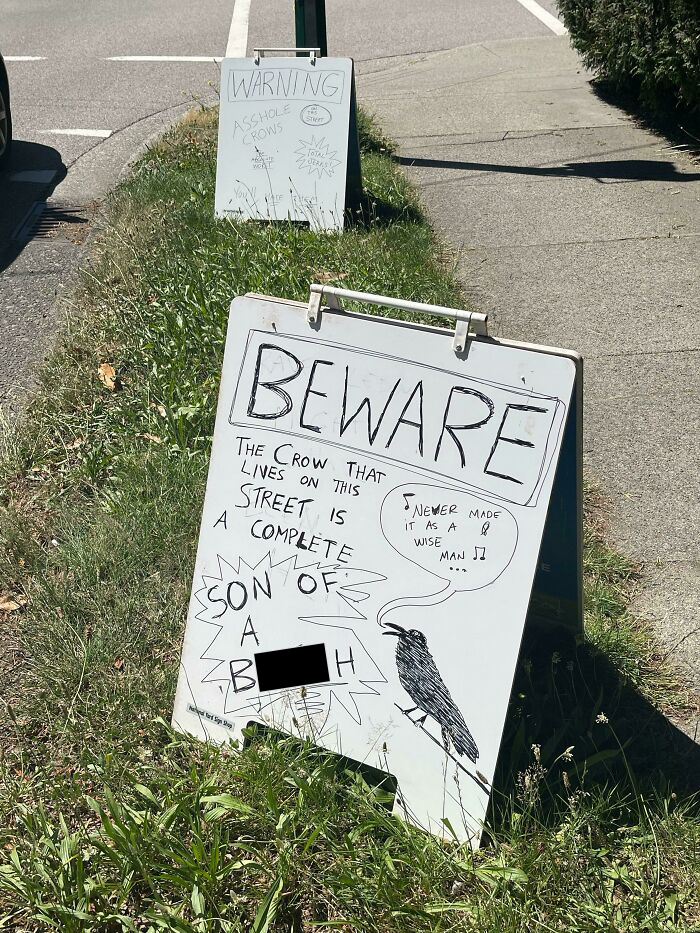 These Warning Signs About The Aggressive Crow In The Area