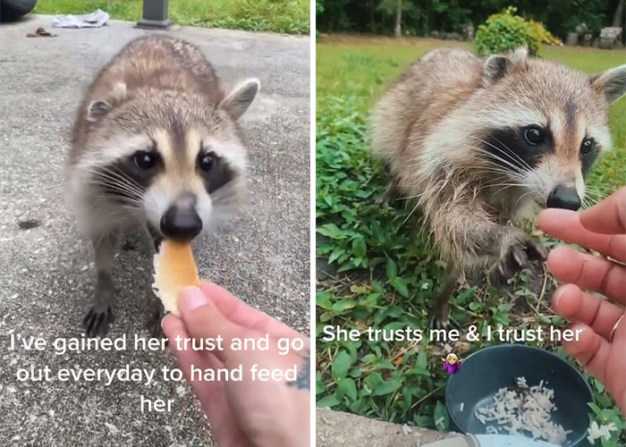 Proud Raccoon Momma Brings Her 4 Kids To Meet The Lady That’d Been Feeding Her Proud Raccoon Momma Brings Her 4 Kids To Meet The Lady That’d Been Feeding Her