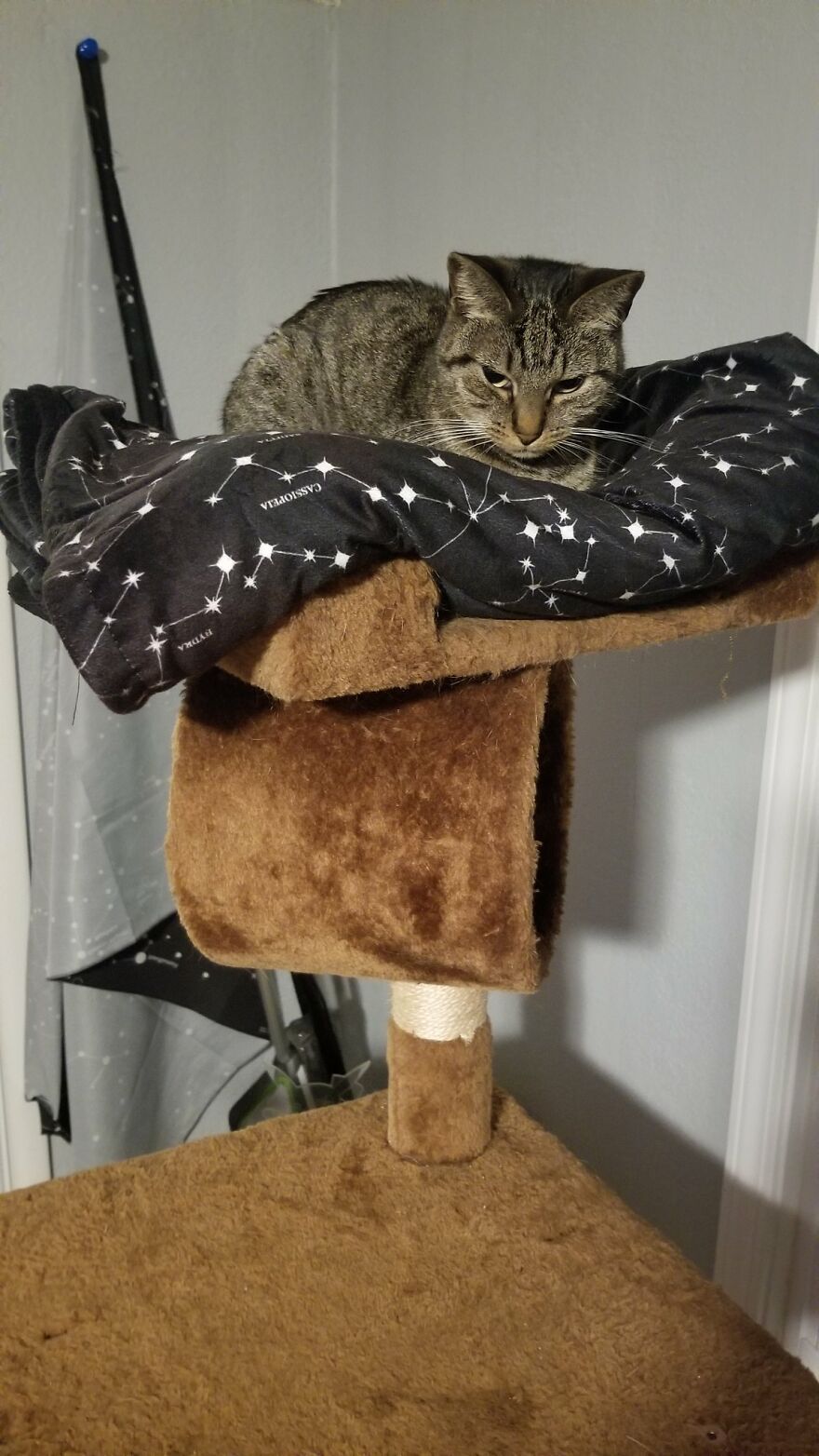 Dad Makes A Cat Bed For His Daughter's Feline From An Old TV, And It Hasn't Gone Unnoticed On The Socials Dad Makes A Cat Bed For His Daughter's Feline From An Old TV, And It Hasn't Gone Unnoticed On The Socials