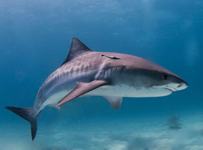 A Tiger Shark Can Be As Long As 18 Feet