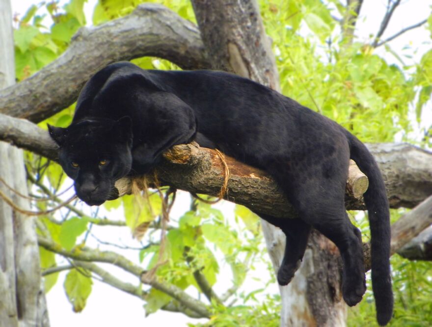 I Photograph Birds And Animals Around The UK, Here Are Some Of My Favourites!