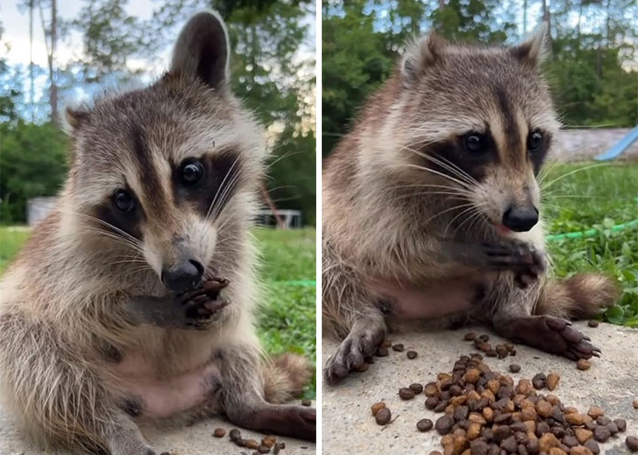 Proud Raccoon Momma Brings Her 4 Kids To Meet The Lady That’d Been Feeding Her Proud Raccoon Momma Brings Her 4 Kids To Meet The Lady That’d Been Feeding Her