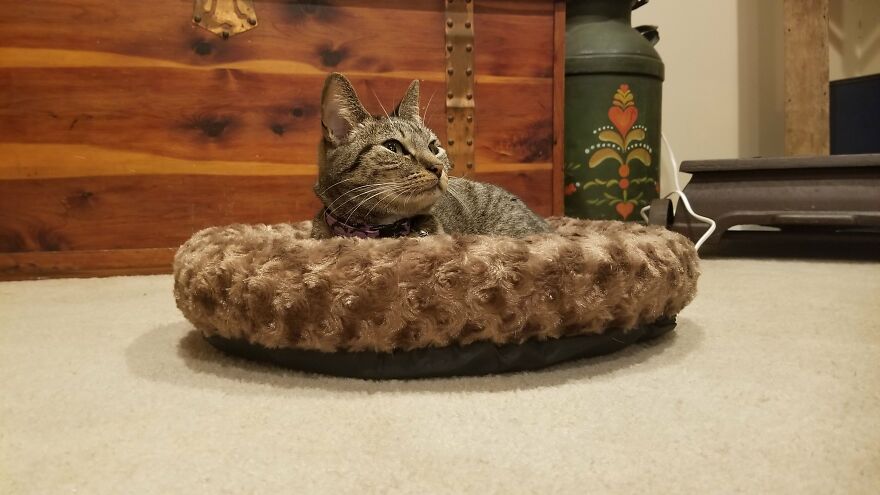 Dad Makes A Cat Bed For His Daughter's Feline From An Old TV, And It Hasn't Gone Unnoticed On The Socials Dad Makes A Cat Bed For His Daughter's Feline From An Old TV, And It Hasn't Gone Unnoticed On The Socials