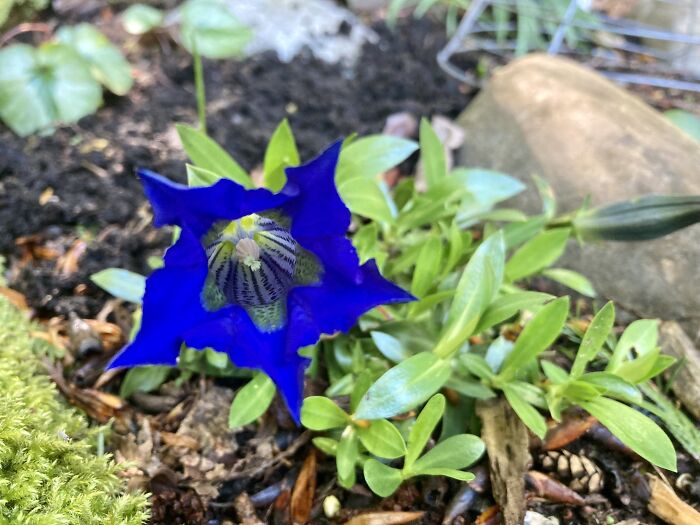 Gentian-Yes, It’s Really That Blue