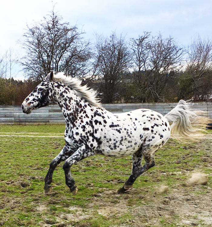 Horse with dalmatian marks