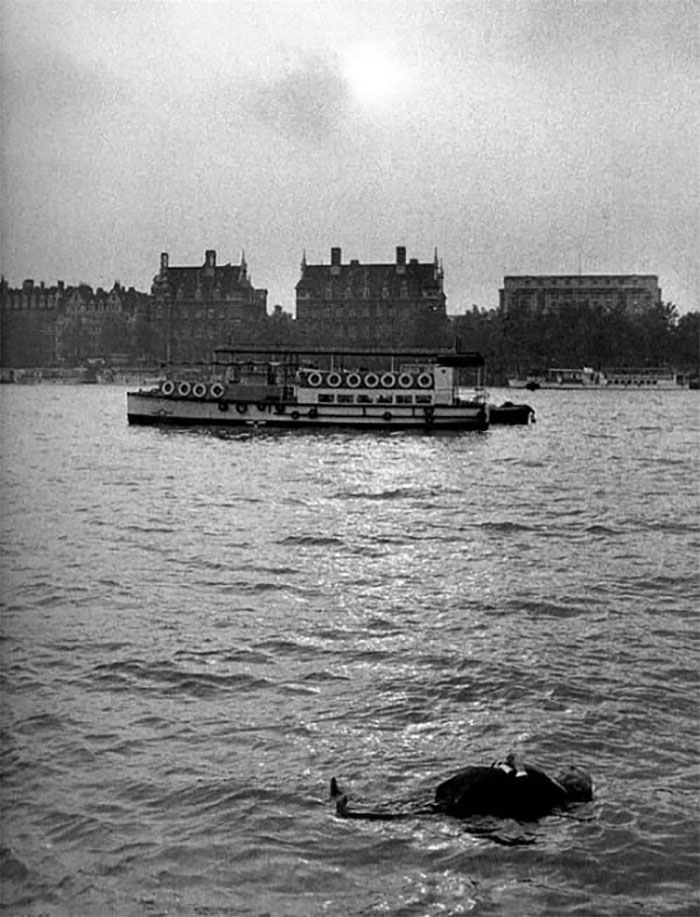 To Promote His Movie 'Frenzy' Alfred Hitchcock Announced He Was Returning Home To London From Hollywood... By Floating A Lifelike Mannequin Of Himself In The Thames River 1972