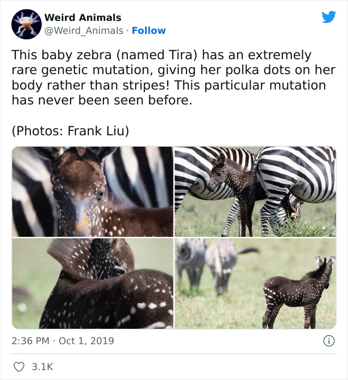 Weird-Animals-Pics