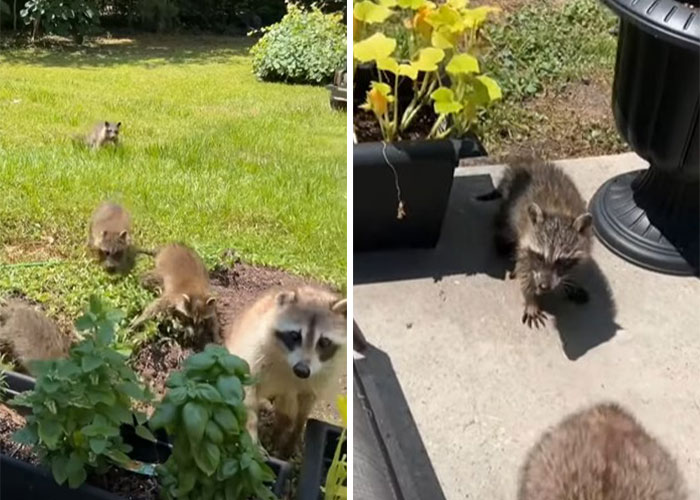 Esta madre mapache lleva a sus 4 hijos a conocer a la señora que le daba de comer