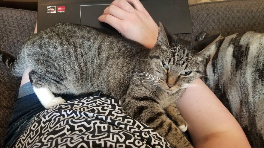 Dad Makes A Cat Bed For His Daughter's Feline From An Old TV, And It Hasn't Gone Unnoticed On The Socials Dad Makes A Cat Bed For His Daughter's Feline From An Old TV, And It Hasn't Gone Unnoticed On The Socials