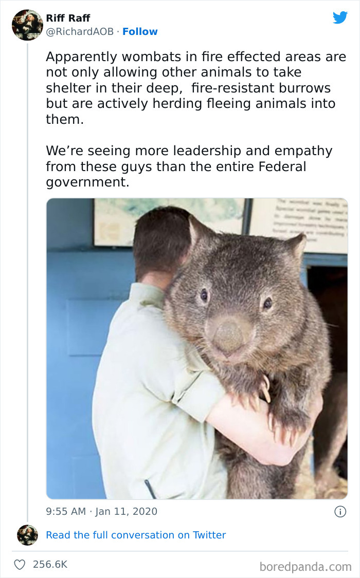 Thanks, I Love Wombats