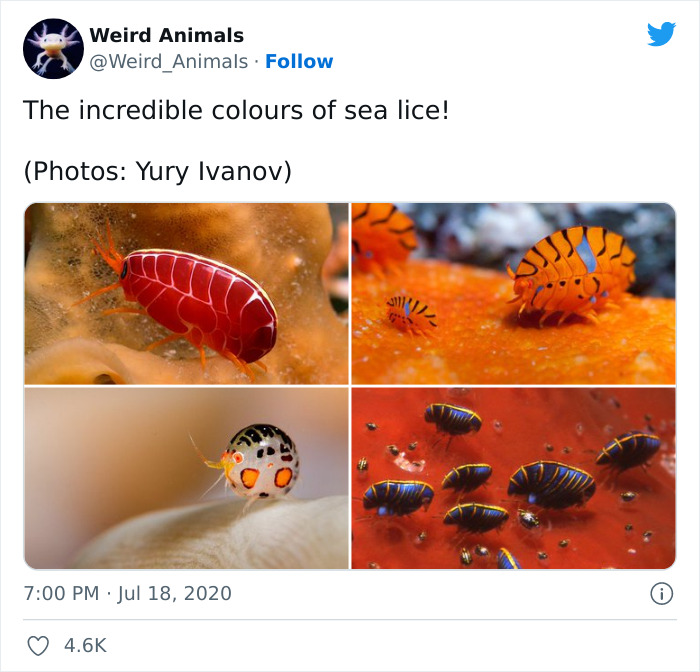 Weird-Animals-Pics