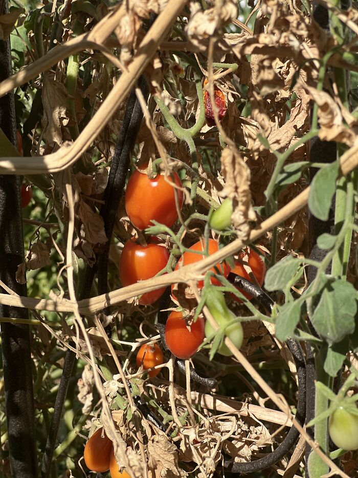 Tomatos!