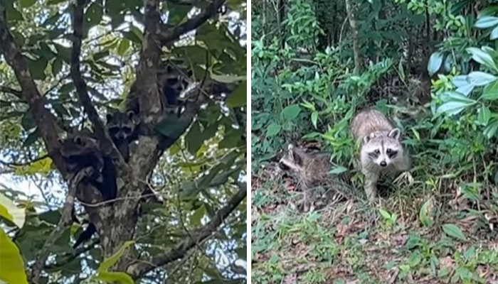 Proud Raccoon Momma Brings Her 4 Kids To Meet The Lady That’d Been Feeding Her Proud Raccoon Momma Brings Her 4 Kids To Meet The Lady That’d Been Feeding Her
