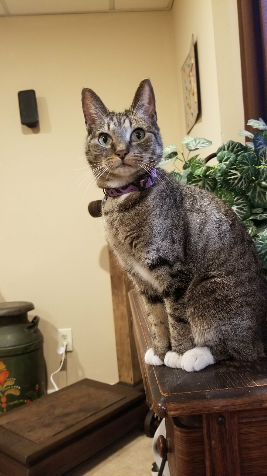 Dad Makes A Cat Bed For His Daughter's Feline From An Old TV, And It Hasn't Gone Unnoticed On The Socials Dad Makes A Cat Bed For His Daughter's Feline From An Old TV, And It Hasn't Gone Unnoticed On The Socials