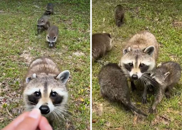 Proud Raccoon Momma Brings Her 4 Kids To Meet The Lady That’d Been Feeding Her Proud Raccoon Momma Brings Her 4 Kids To Meet The Lady That’d Been Feeding Her