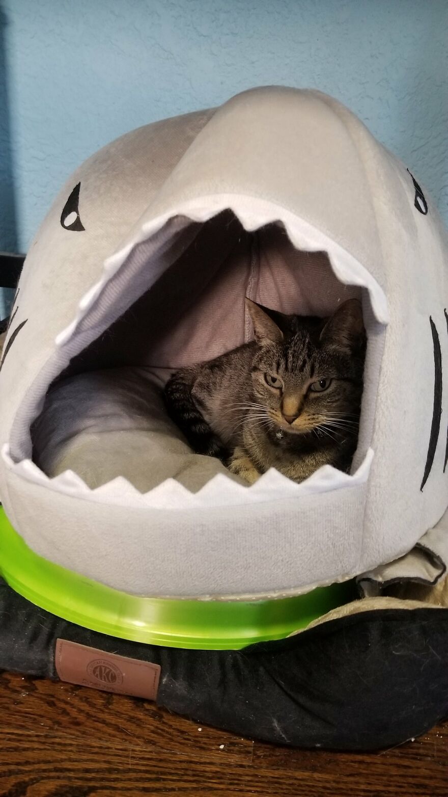 Dad Makes A Cat Bed For His Daughter's Feline From An Old TV, And It Hasn't Gone Unnoticed On The Socials Dad Makes A Cat Bed For His Daughter's Feline From An Old TV, And It Hasn't Gone Unnoticed On The Socials