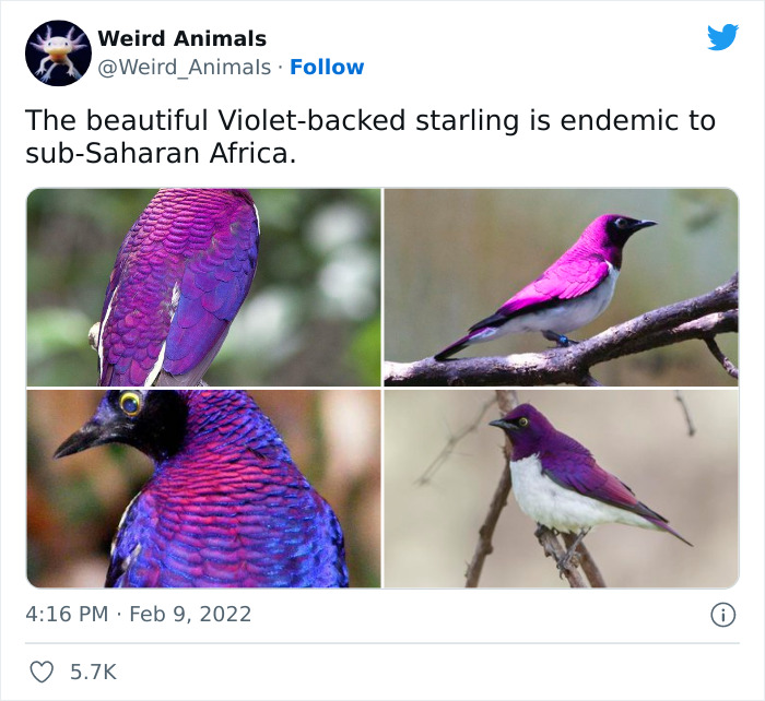 Weird-Animals-Pics
