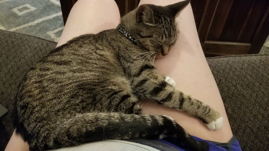 Dad Makes A Cat Bed For His Daughter's Feline From An Old TV, And It Hasn't Gone Unnoticed On The Socials Dad Makes A Cat Bed For His Daughter's Feline From An Old TV, And It Hasn't Gone Unnoticed On The Socials