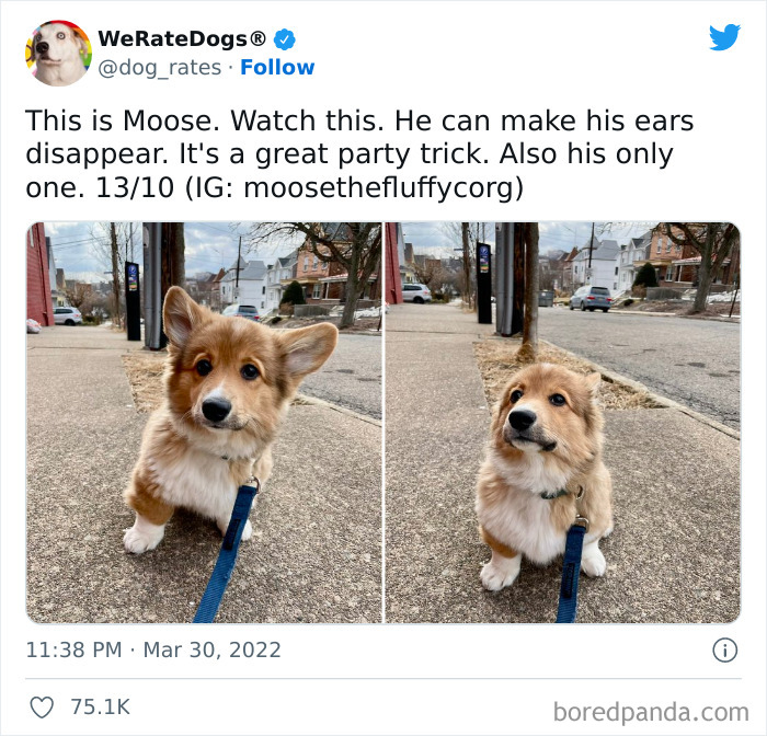 Funny-Dog-Rates-Twitter
