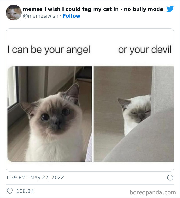 Funny-Relatable-Cat-Memes-Tweets
