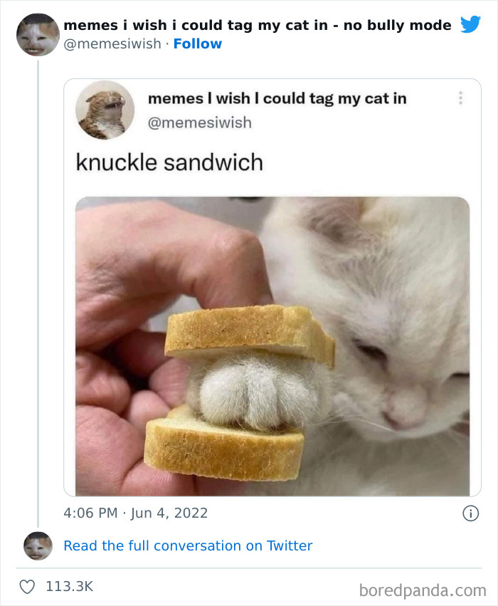 Funny-Relatable-Cat-Memes-Tweets