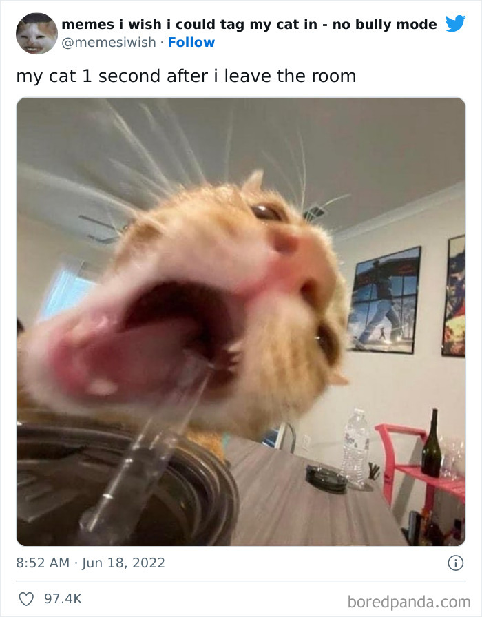 50 Hilarious Posts From The Memes I Wish I Could Tag My Cat In 