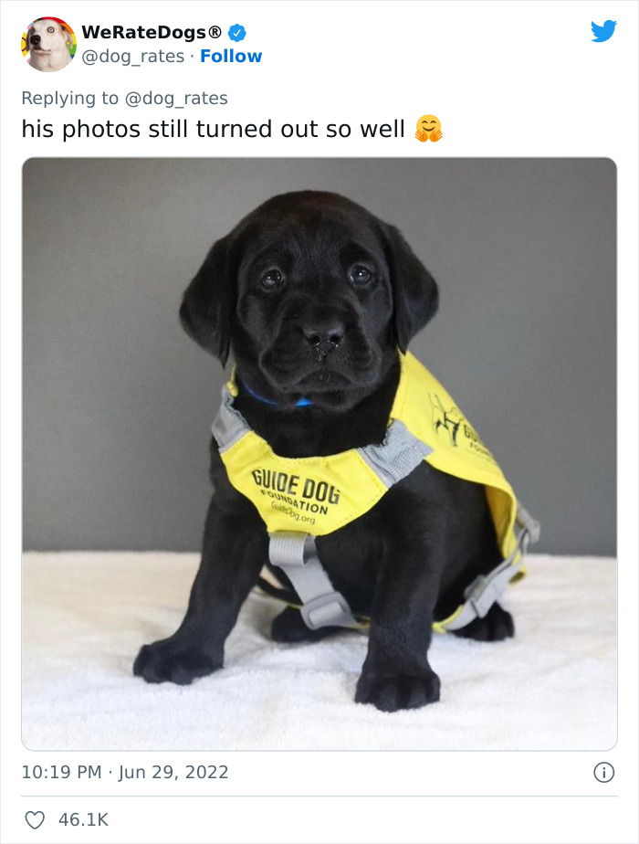 Guide-Pup-In-Training Falls Asleep During Important Photoshoot, And 11M People Can’t Handle The Cuteness