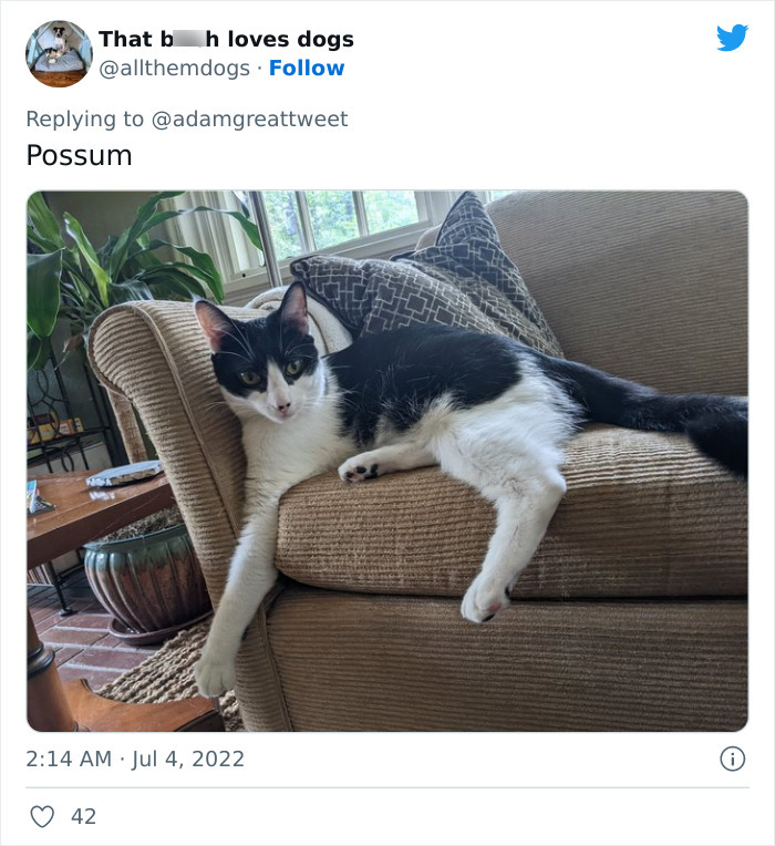 Cat-Funny-Names-Twitter
