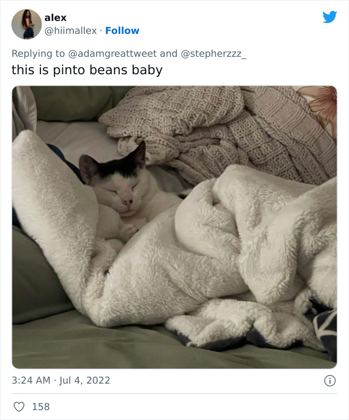 Cat-Funny-Names-Twitter