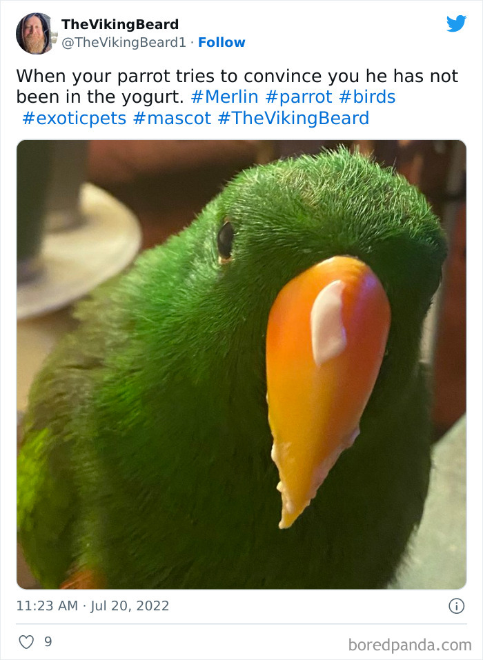 When Your Parrot Tries To Convince You He Has Not Been In The Yogurt