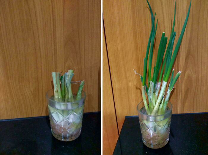 I Have Been Reusing The Same Scallion Scraps For Two Months By Growing Them In Water