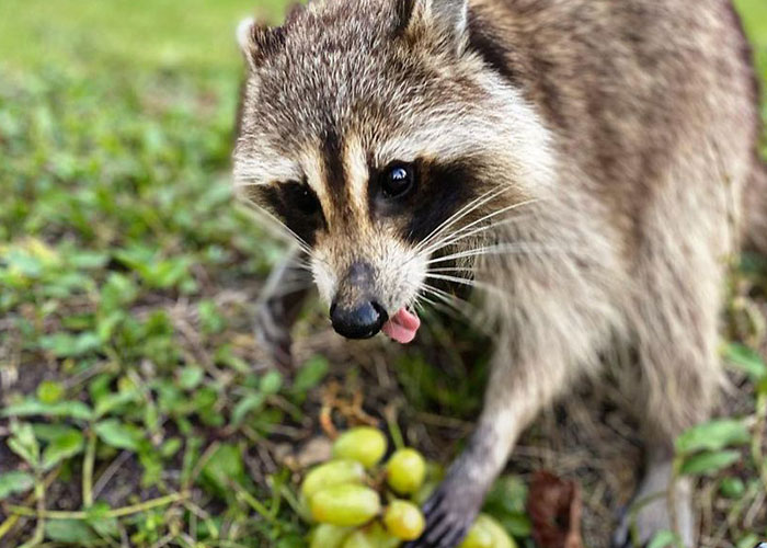Proud Raccoon Momma Brings Her 4 Kids To Meet The Lady That’d Been Feeding Her Proud Raccoon Momma Brings Her 4 Kids To Meet The Lady That’d Been Feeding Her
