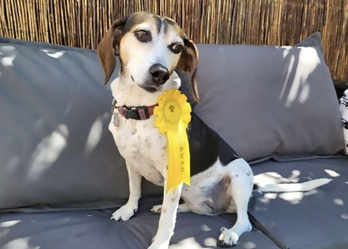 Dog Runs Away From Home And Returns With Dog Show Rosette Dog Runs Away From Home And Returns With Dog Show Rosette