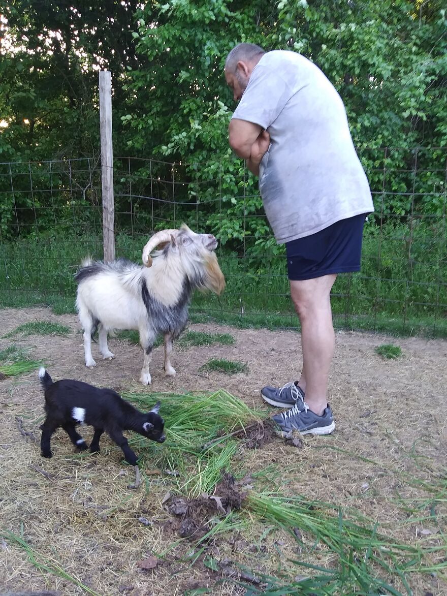 Rick The Goat And My Husband Steven, Giving Eachother A Piece Of Their Minds.