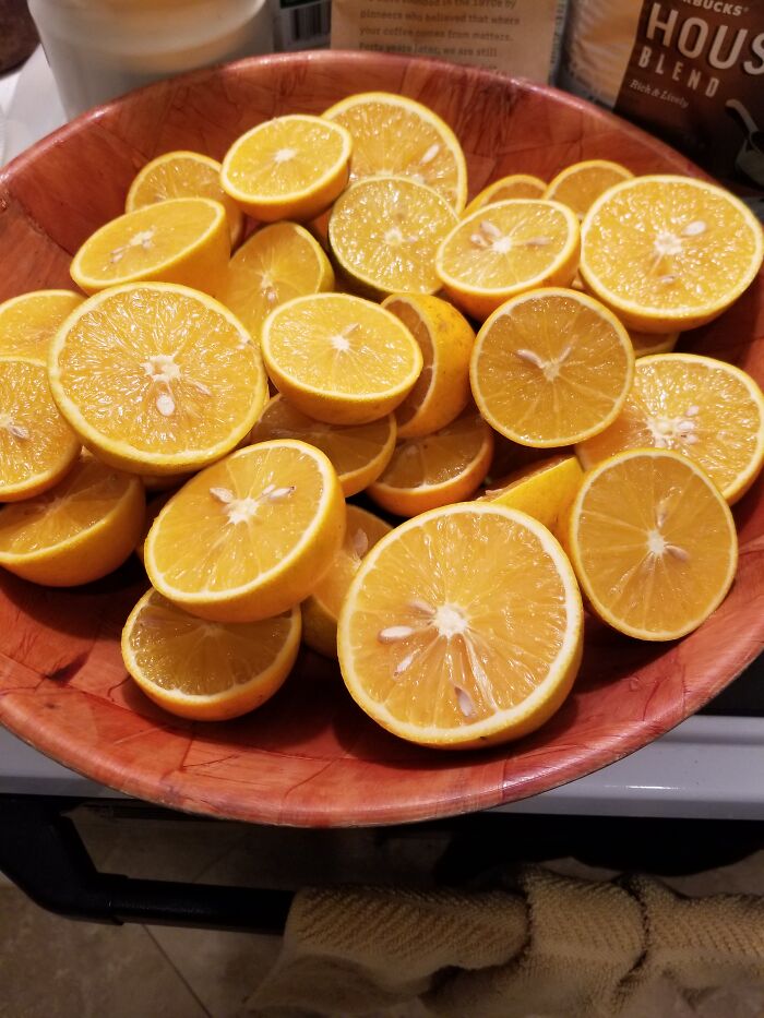Harvesting Oranges From My Backyard And Squeezing My Own Juice. There's Just Something So Satisfying In Getting Every Last Drop Of Golden Golden Nectar From Them.