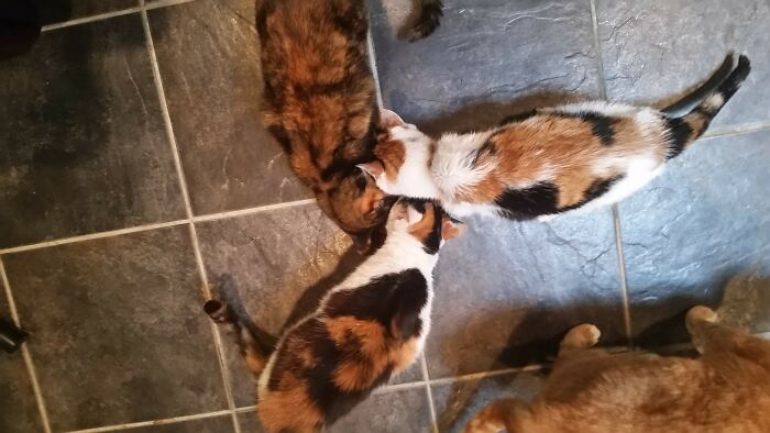 This Is How My Three Cats Used To Eat Mind You I Had Four At The Time, This Was After Two Of Them Finished The First Plate.