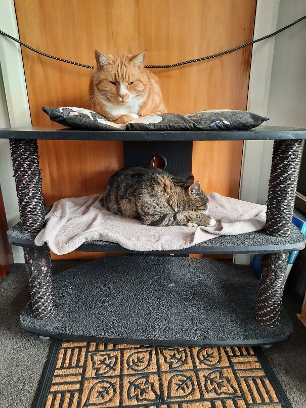 Our Cats Have Bunks...