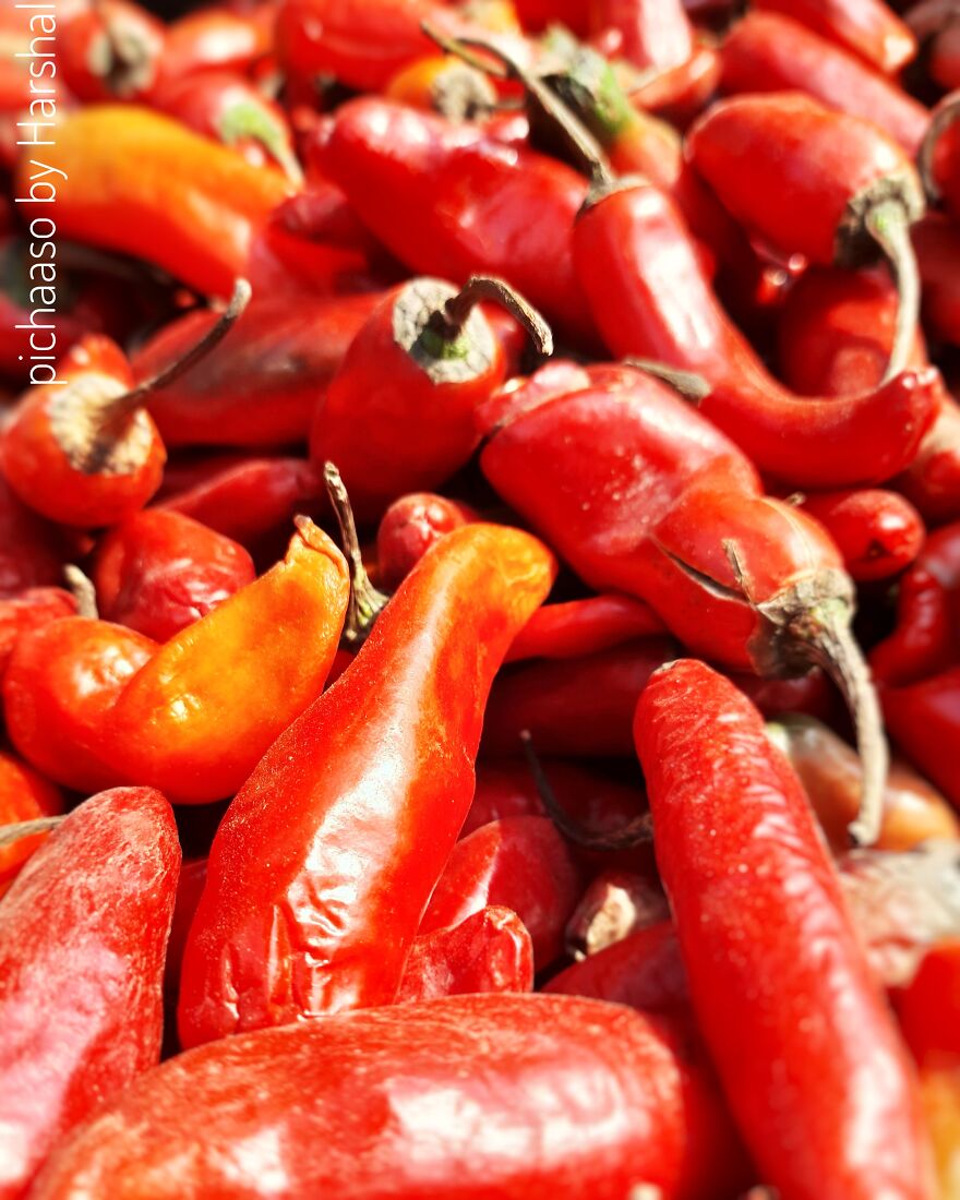 Red Chillies