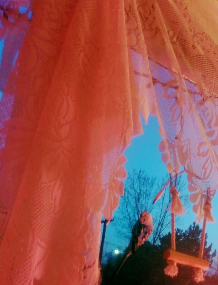 My Bird On The Window Screen Saying Hello To The Neighborhood And Enjoying The Summer Weather 🐦💙.