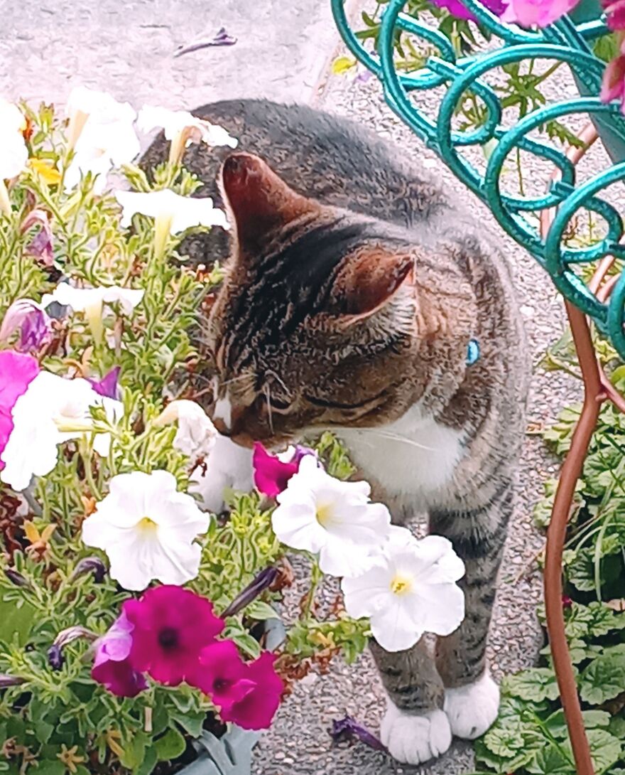 Farm Cat Taking Time Out Of This Busy Day